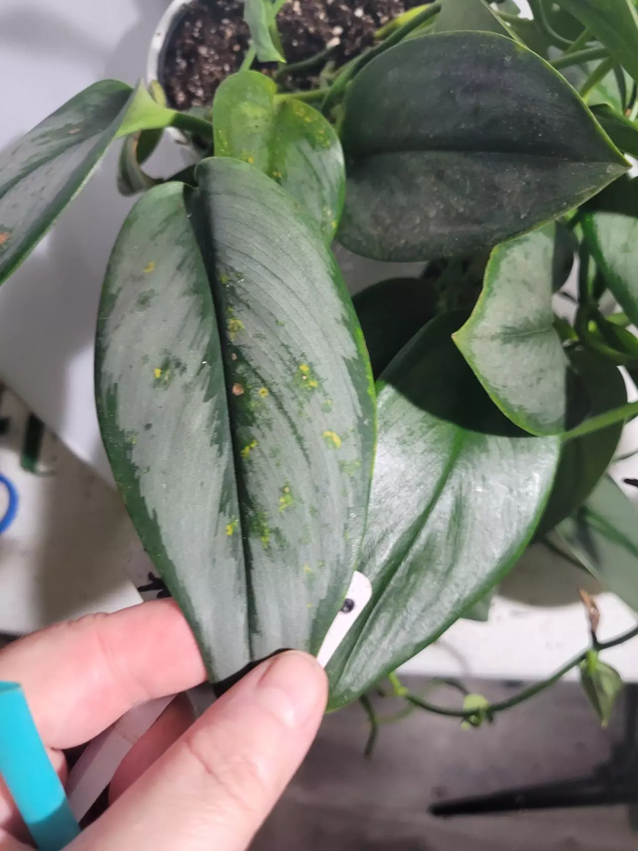 plant/Scindapsus Treubii Moonlight-8