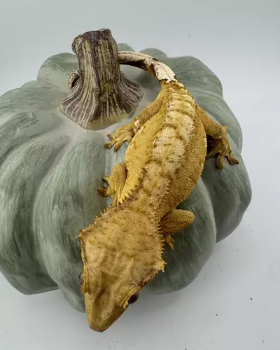 plant/Yellow Phantom Male 29g 50% het axanthic-0-thumbnail