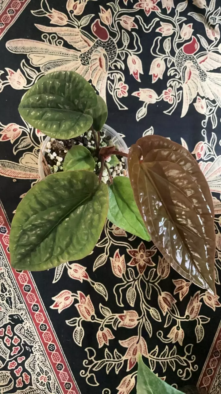 plant/#20 Lux x Radi-1