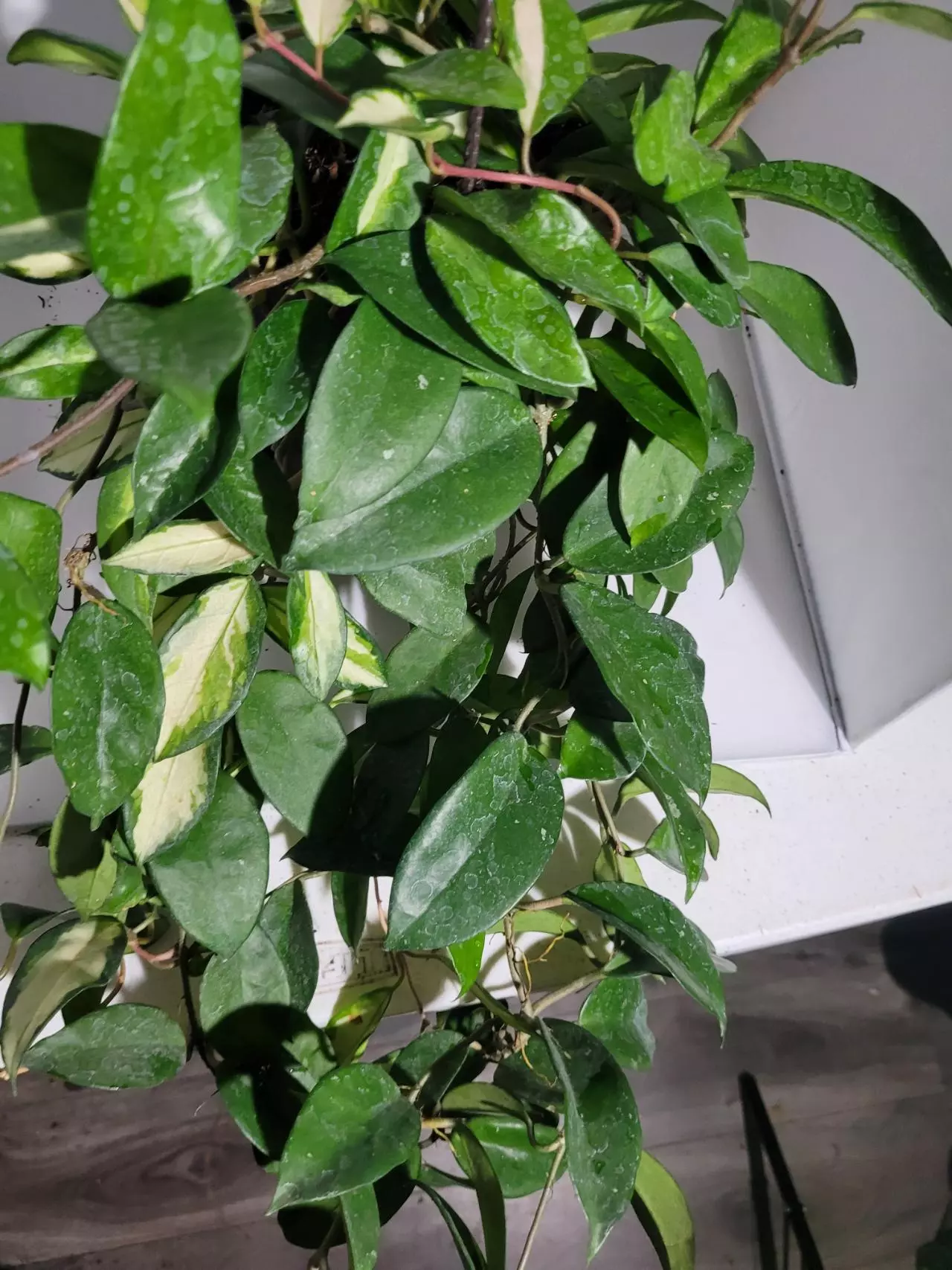 plant/Hoya Krimson Queen lush large plant # 7272-0