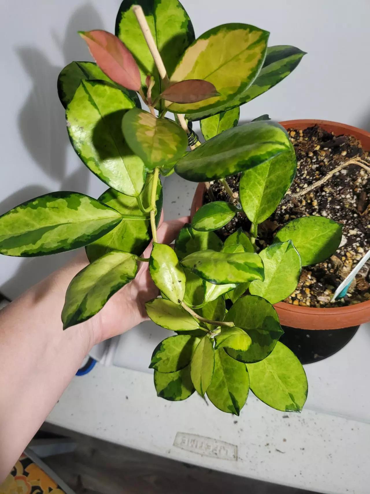 plant/Hoya Australia Lisa healthy plant #7237-8