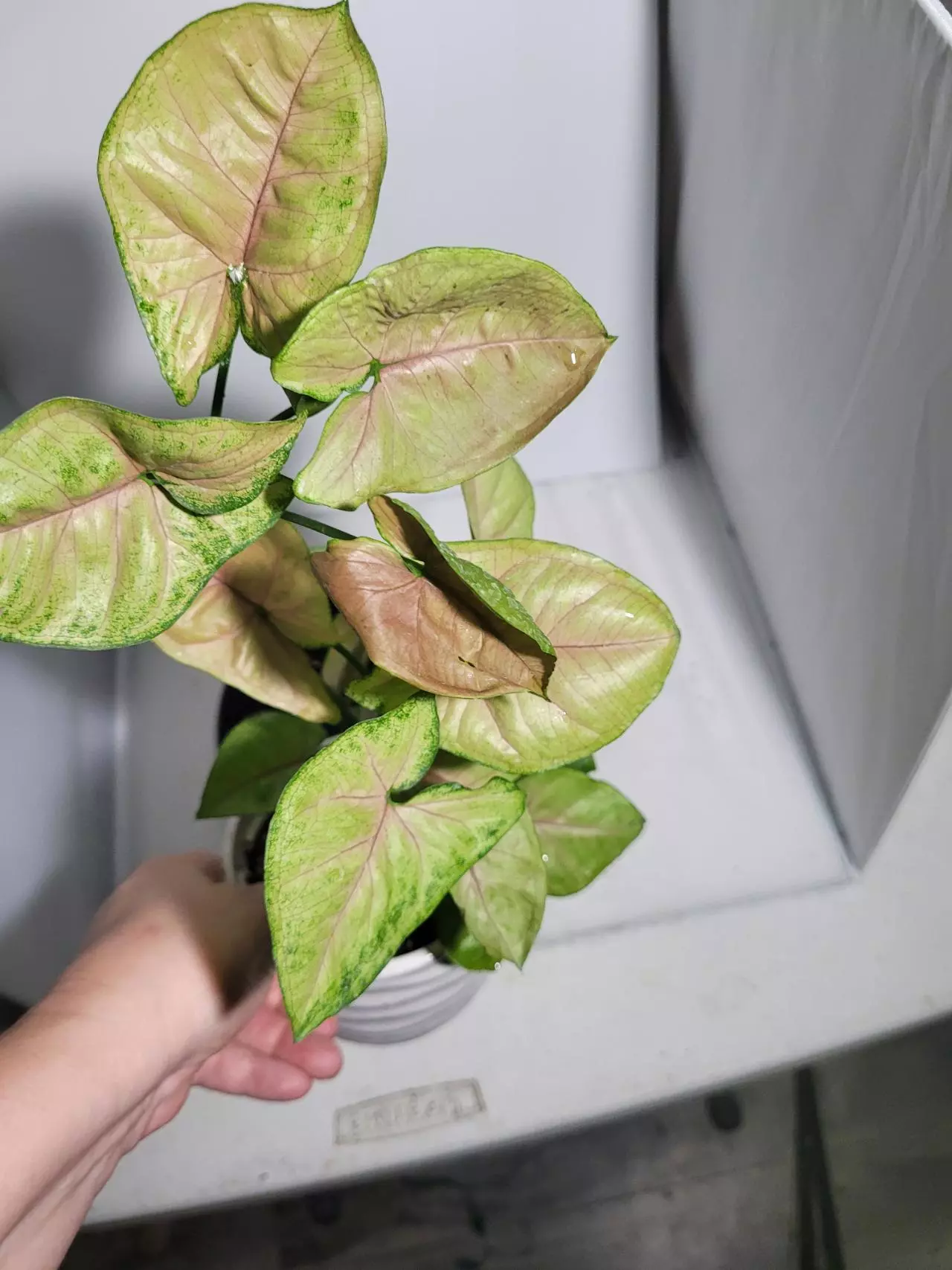 plant/Syngonium berry allusion-0