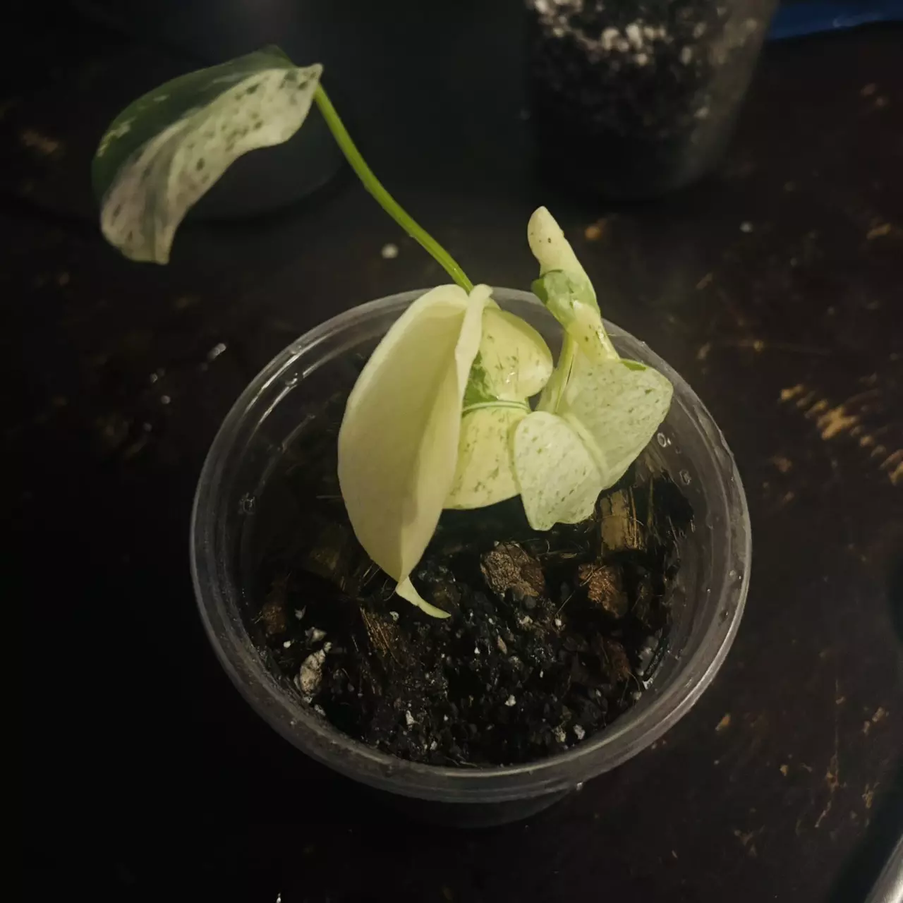 plant/Monstera Deliciosa White Monster Acclimated TC Pre-Order-0