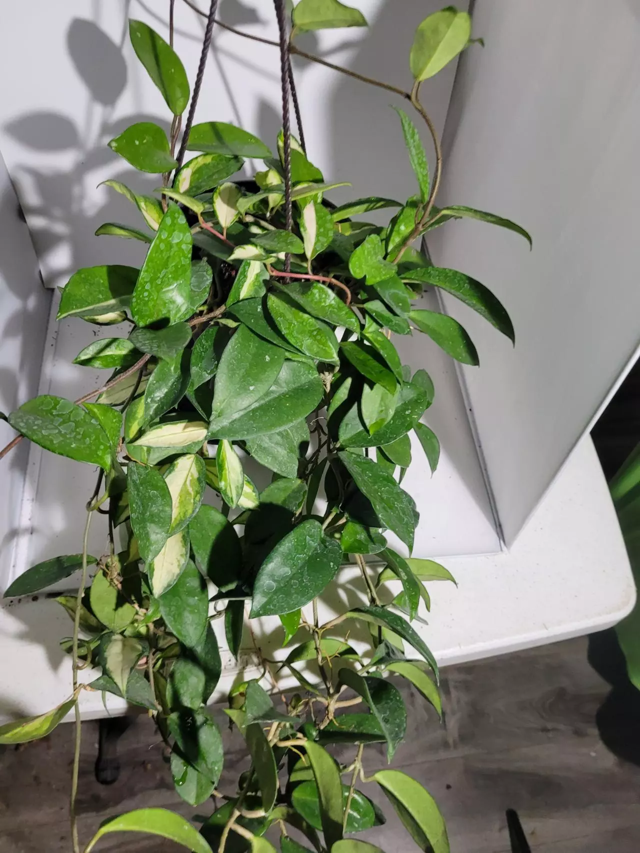 plant/Hoya Krimson Queen lush large plant # 7272-1