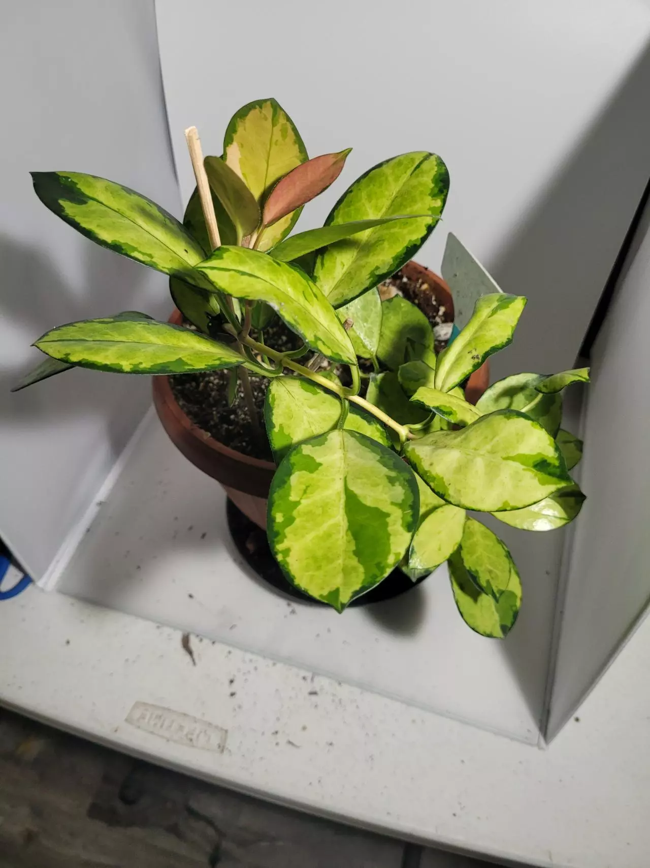 plant/Hoya Australia Lisa healthy plant #7237-1