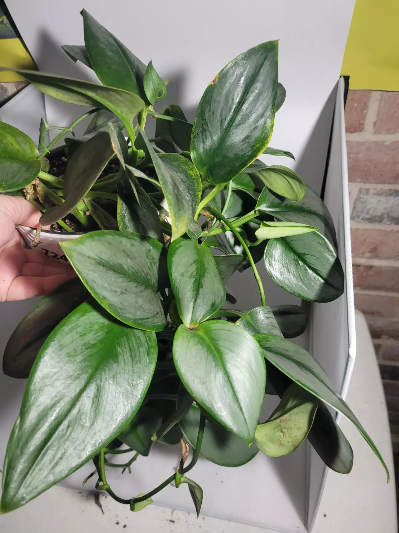 plant/Scindapsus Treubii Moonlight-0