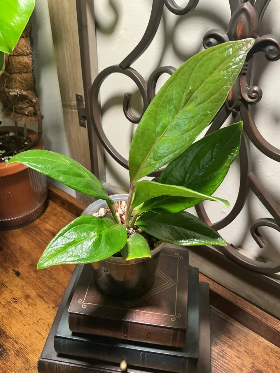 plant/#24 Red Flag-0