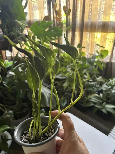 plant/Teruno Sunshine-4-thumbnail