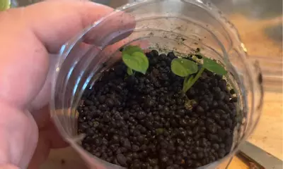 plant/Doc Block Michelle Seedlings (2)-1-thumbnail