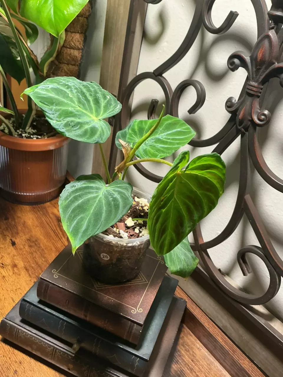 plant/#26 Type Verracusa-0