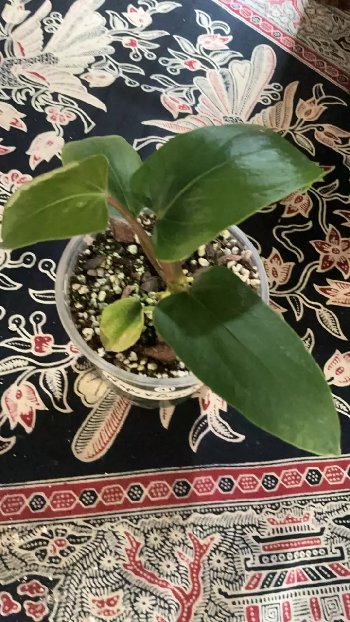 plant/#31 Napo x Forgetii-0