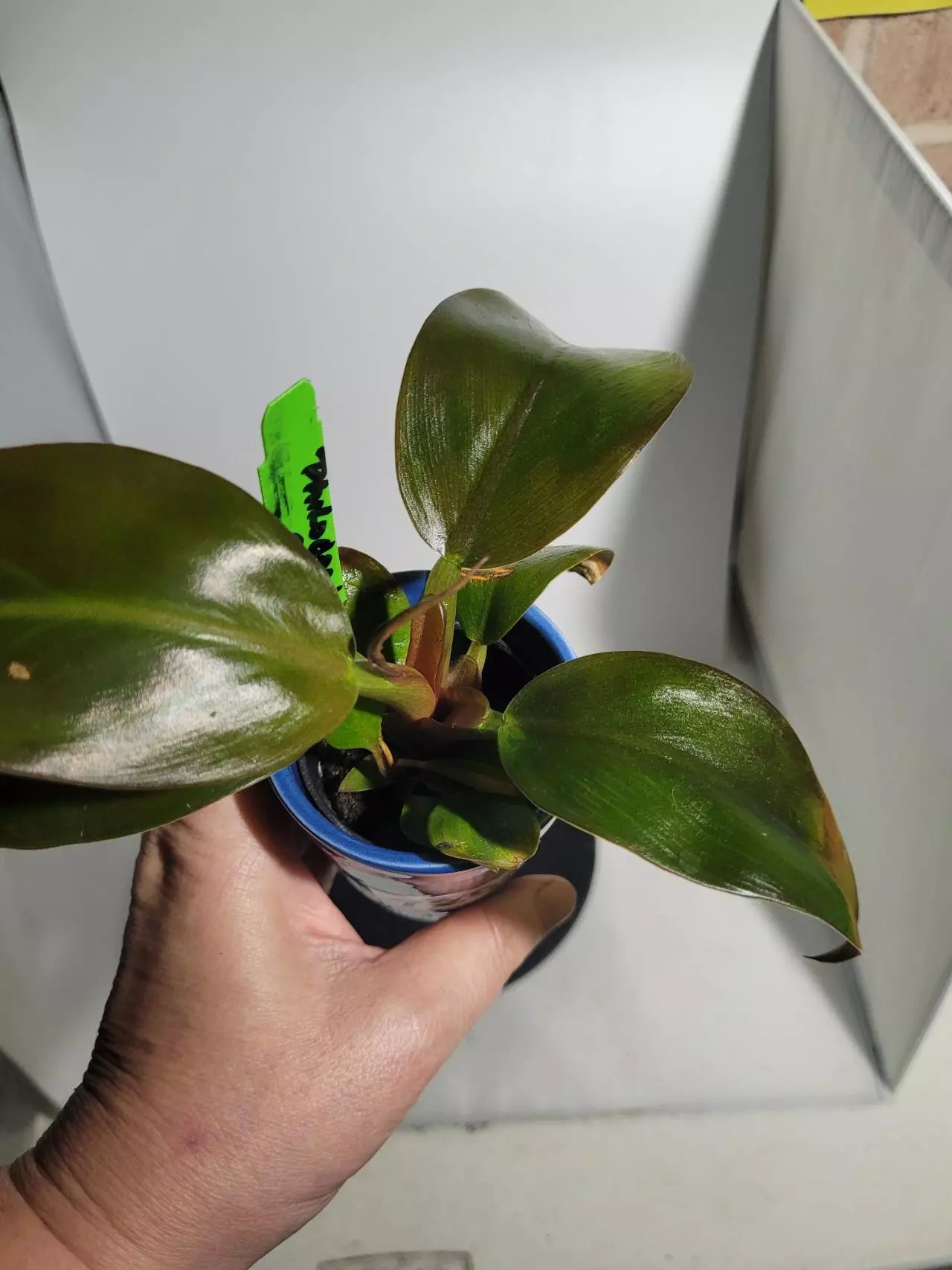 plant/Philodendron erubescens red in cute with ceramic pot-1