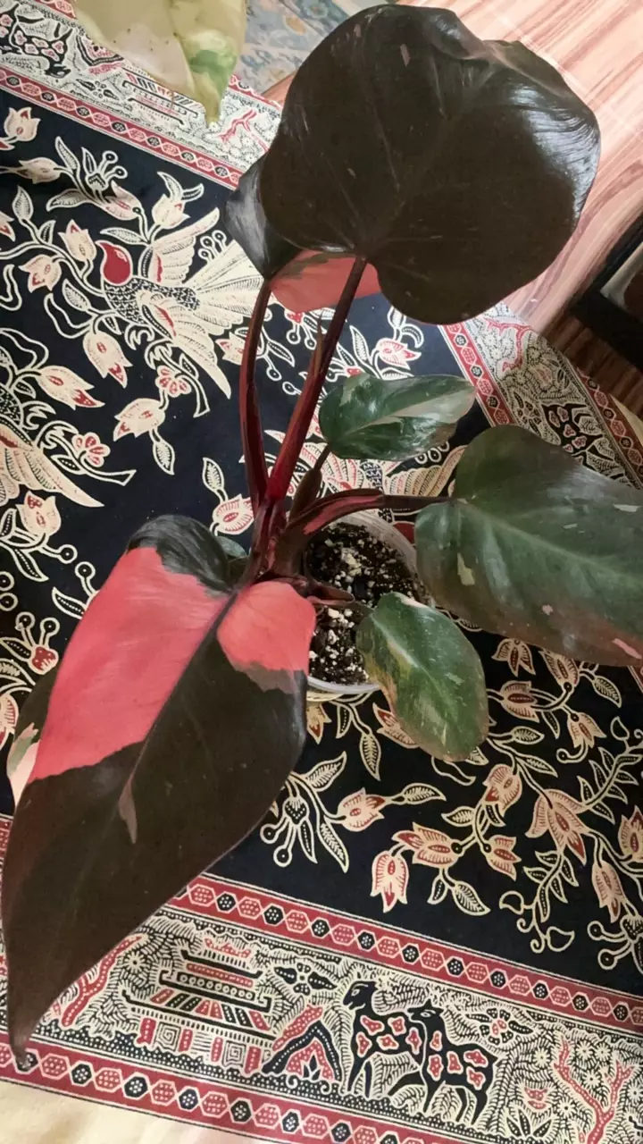 plant/#23 Pink Galaxy-1