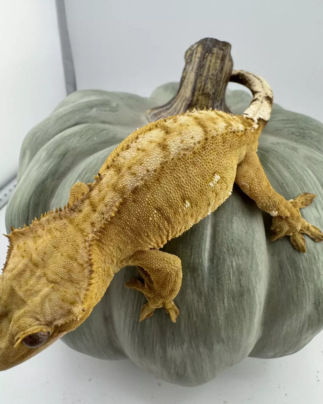 plant/Yellow Phantom Male 29g 50% het axanthic-1