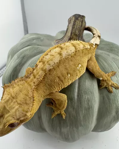 plant/Yellow Phantom Male 29g 50% het axanthic-1-thumbnail