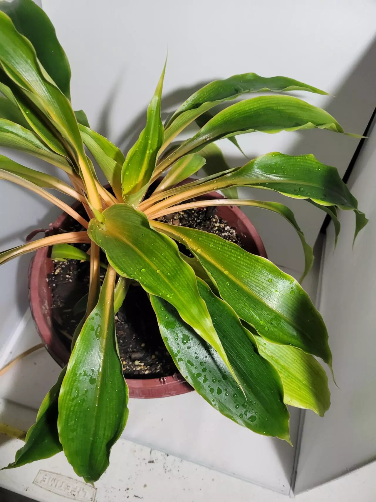 plant/Chlorophytum amaniense mandarin plant #7244-0