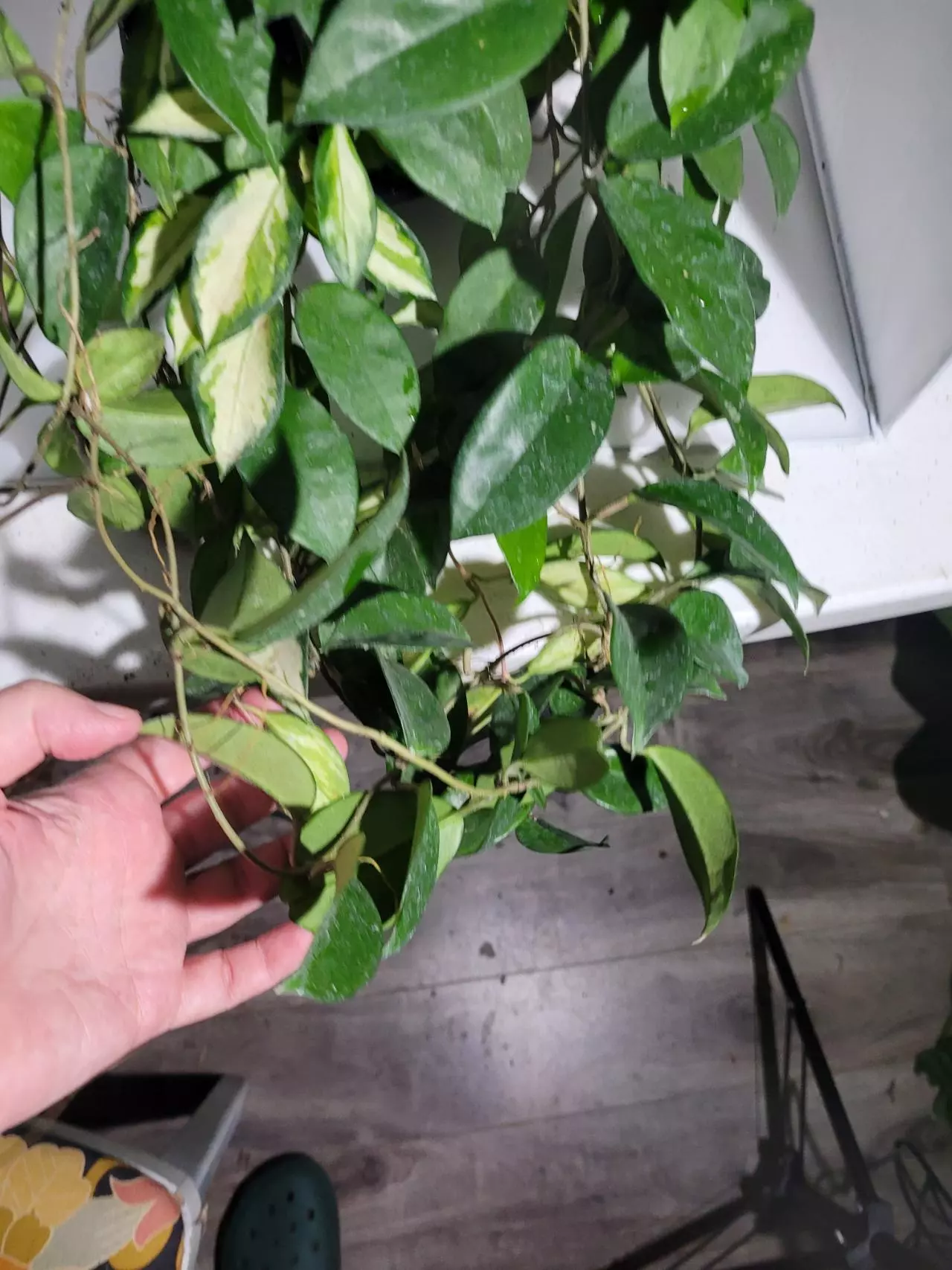 plant/Hoya Krimson Queen lush large plant # 7272-8