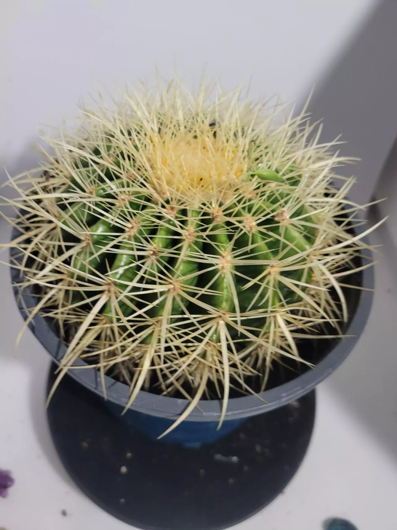 plant/Cactus golden barrel echino-1