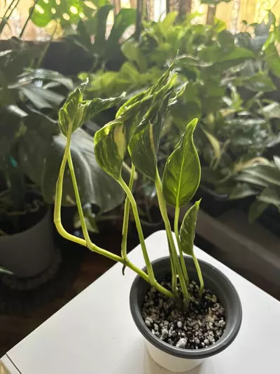 plant/Teruno Sunshine-3-thumbnail