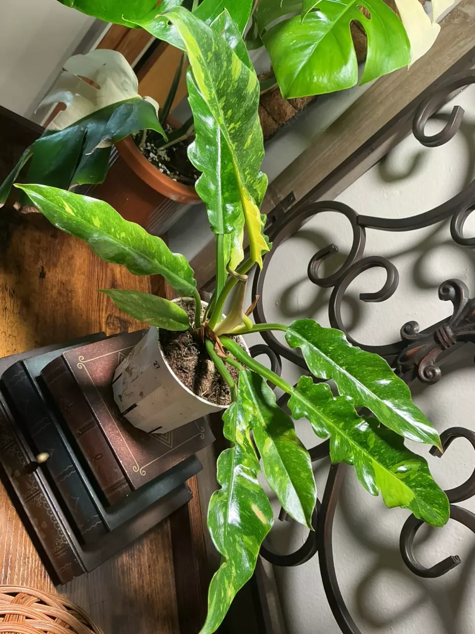 plant/#27 Ring of Fire-0