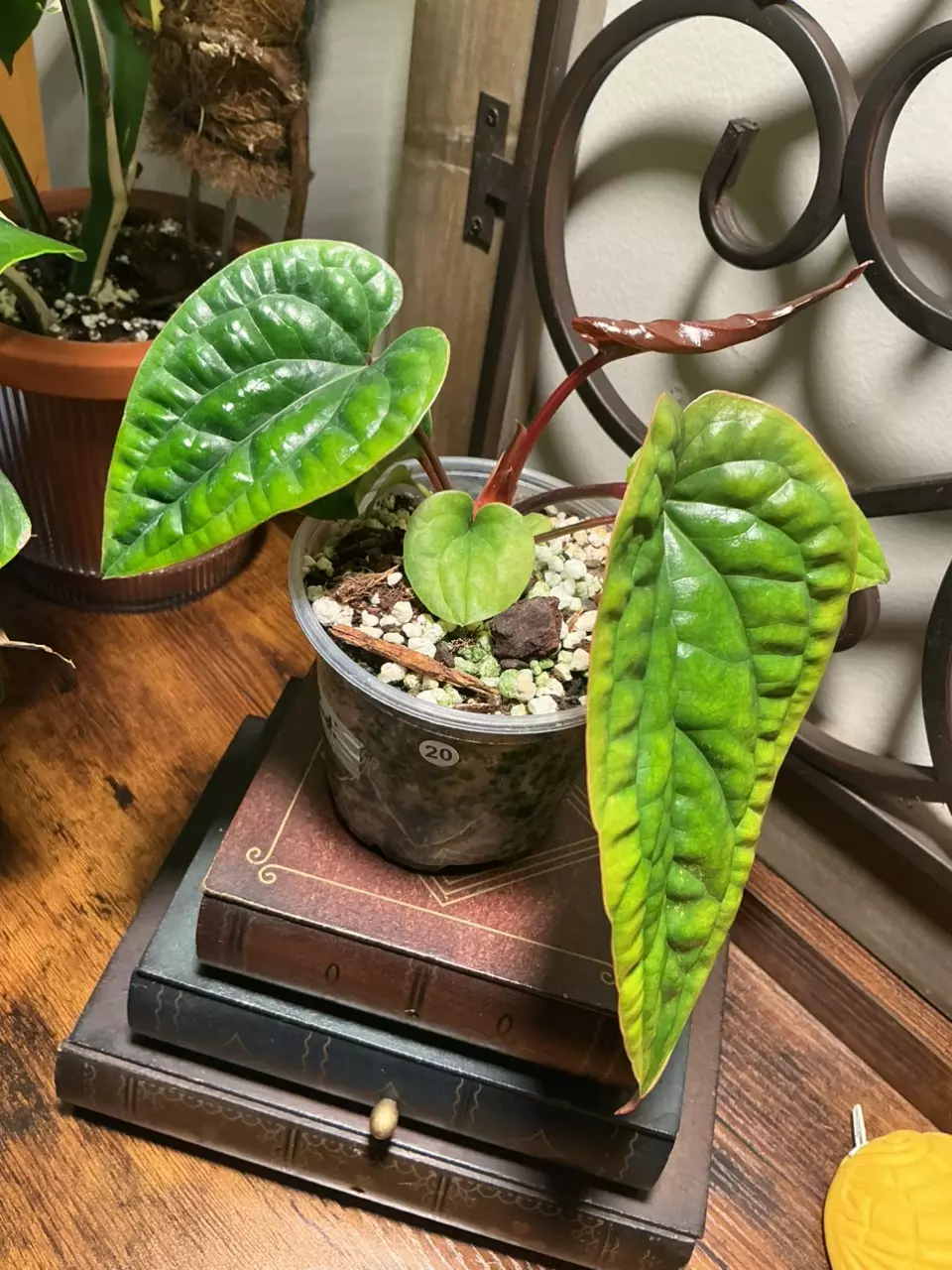 plant/#20 Lux x Radi-0