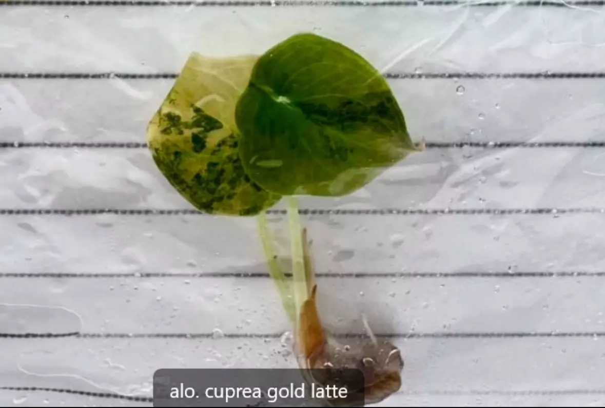 plant/PRE-ORDER ALOCASIA CUPREA LATTE GOLD TISSUE CULTURE-0