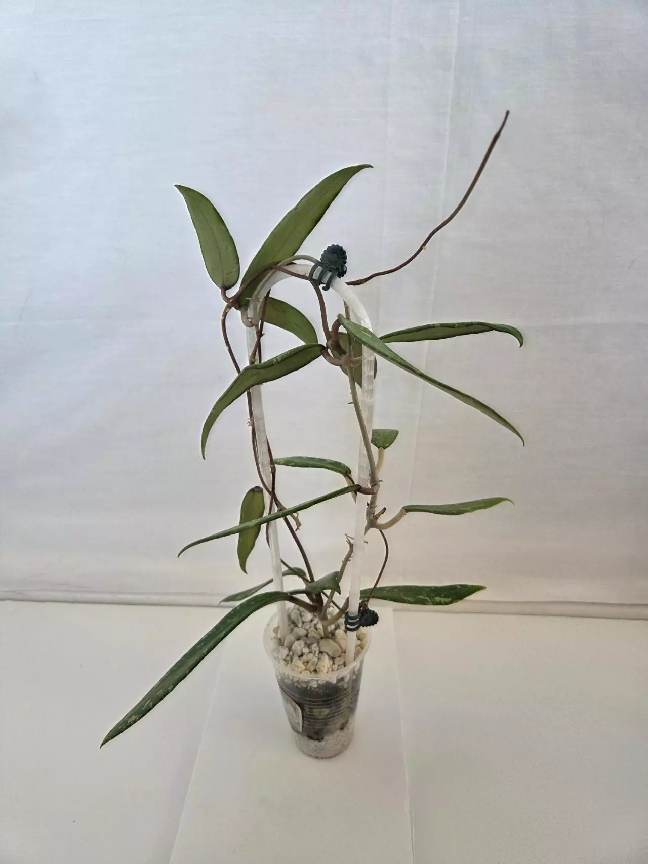 plant/Hoya SR2007-13 sp Loei Provence-1