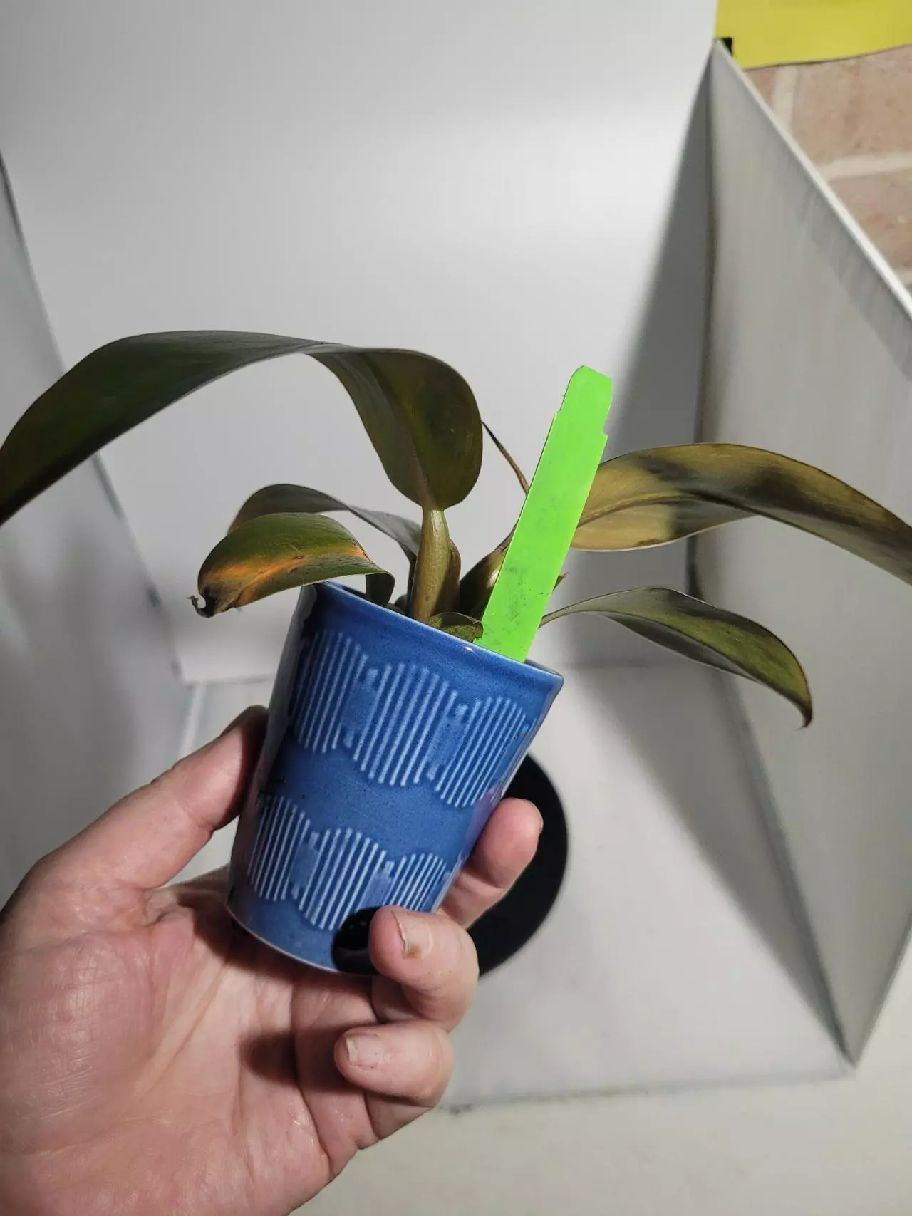 plant/Philodendron erubescens red in cute with ceramic pot-0