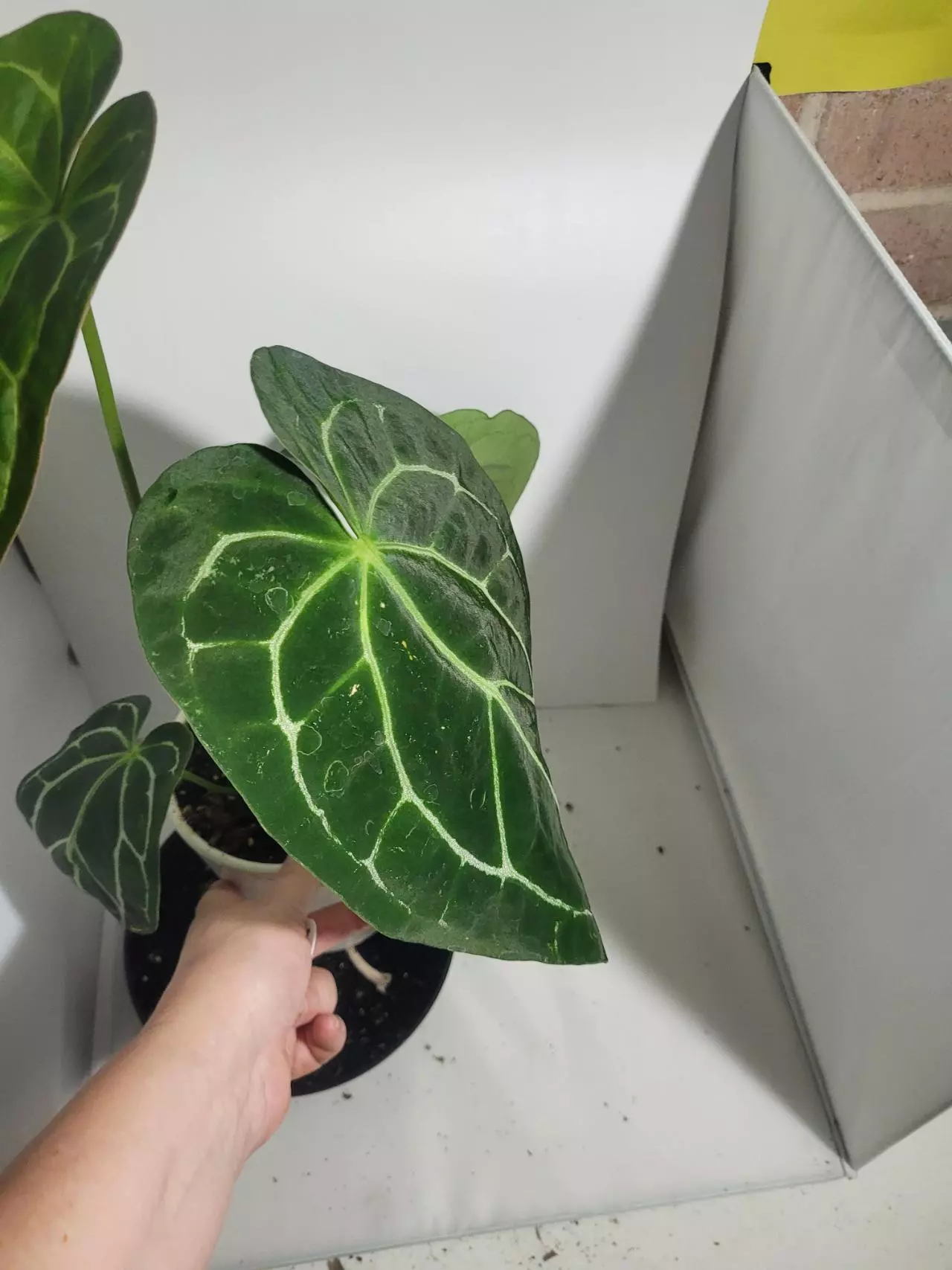 plant/Anthurium clarinervium #245-1