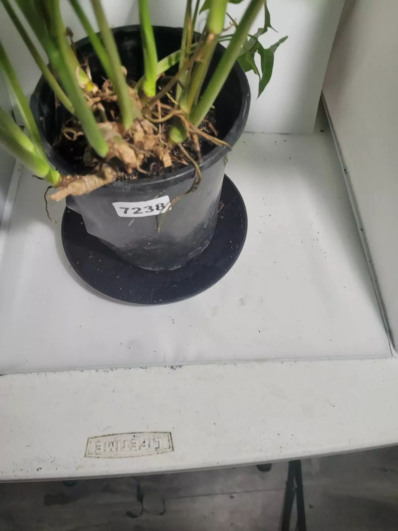 plant/Syngonium arrowhead green form pot fill #7328-8