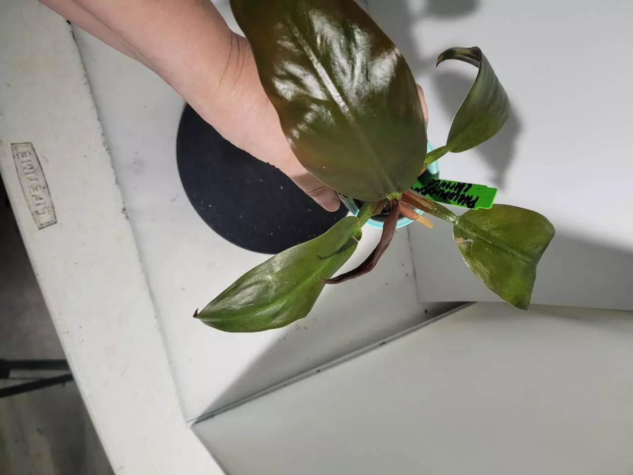 plant/Philodendron erubescens red in cute with ceramic pot-8