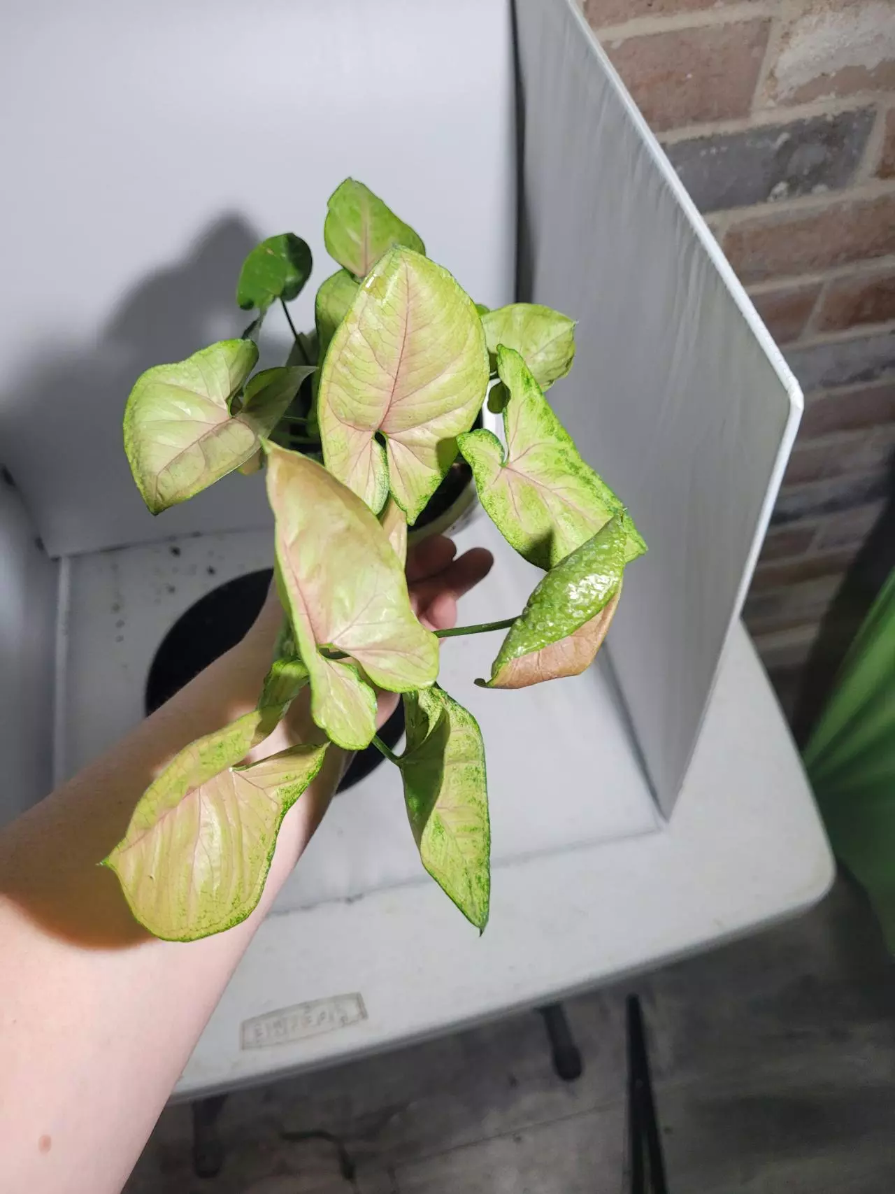 plant/Syngonium berry allusion-8