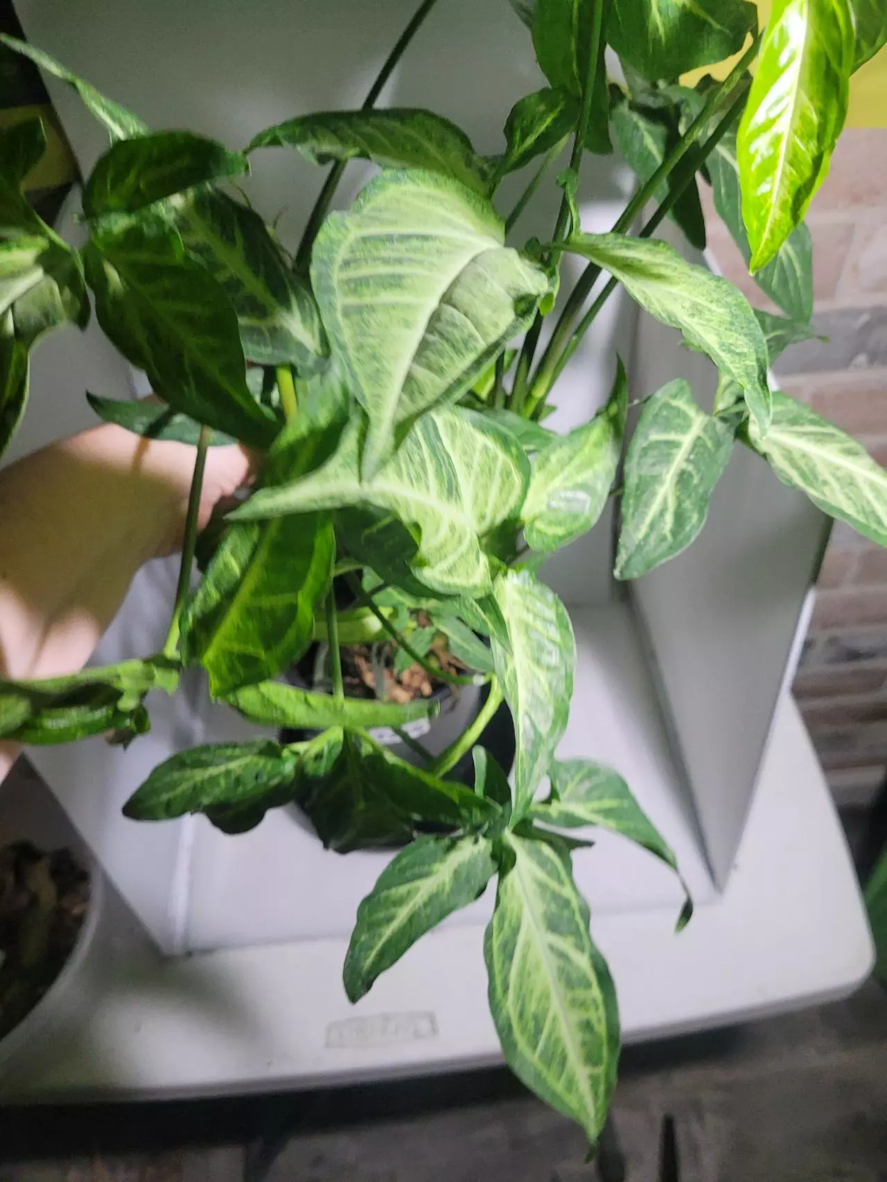 plant/Syngonium arrowhead green form pot fill #7328-1