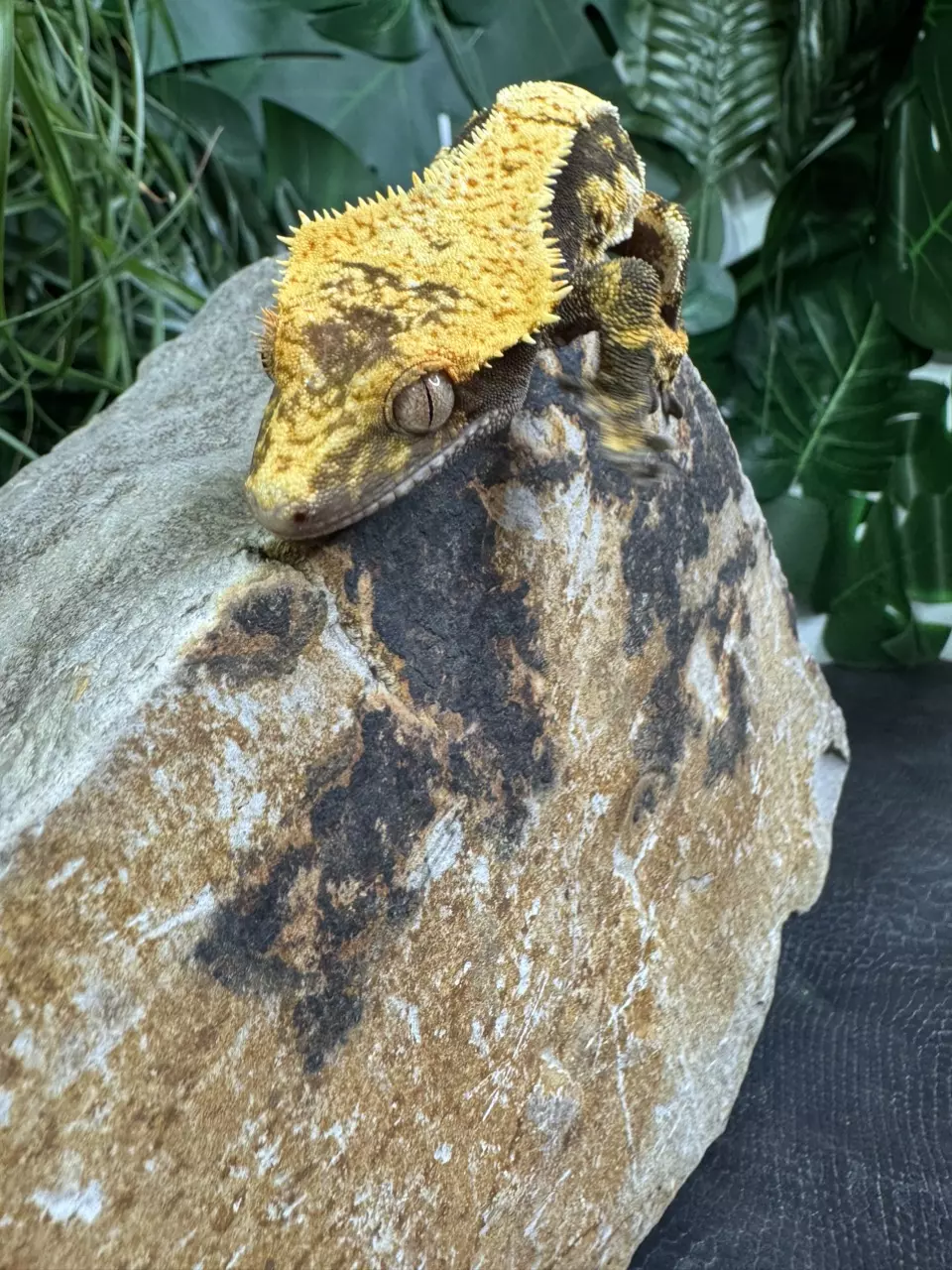 plant/#147 Tri black base w/yellow Candy x Pincap NPV-8