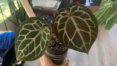 plant/Doc Block Michelle Seedlings (2)-0-thumbnail