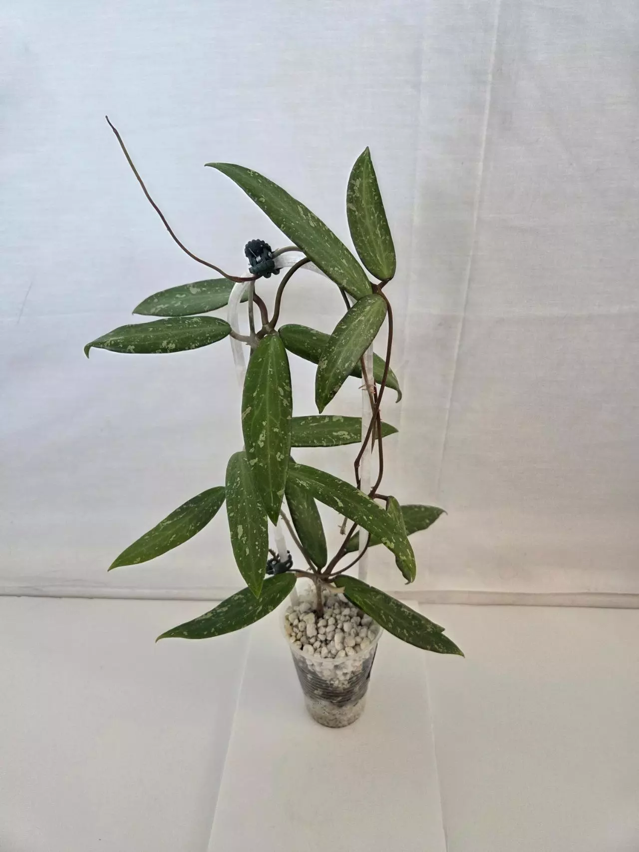 plant/Hoya SR2007-13 sp Loei Provence-0