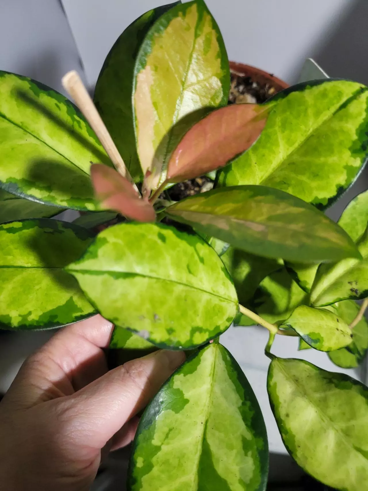 plant/Hoya Australia Lisa healthy plant #7237-0