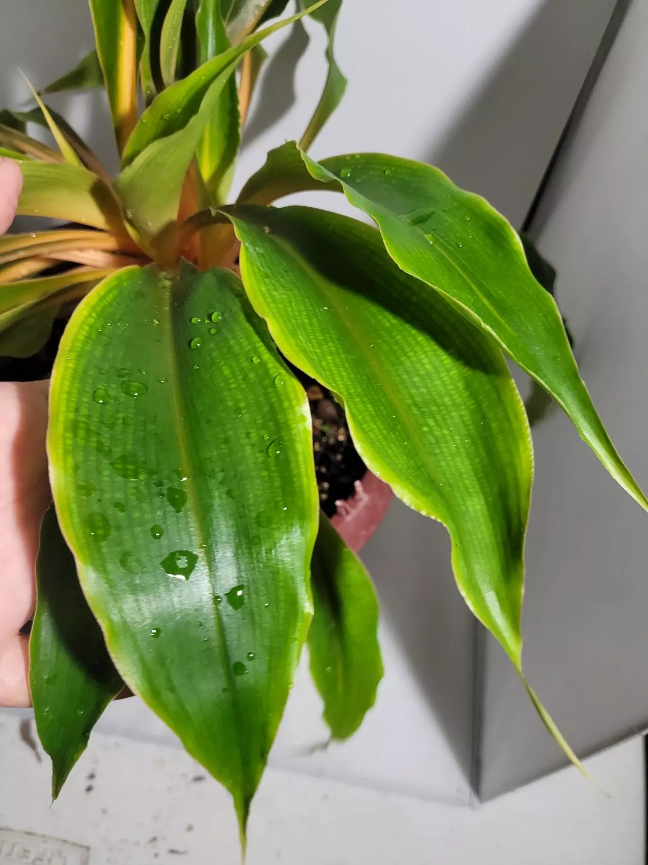 plant/Chlorophytum amaniense mandarin plant #7244-8