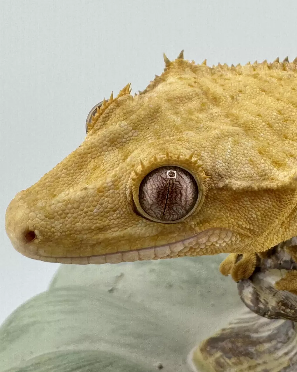 plant/Yellow Phantom Male 29g 50% het axanthic-2