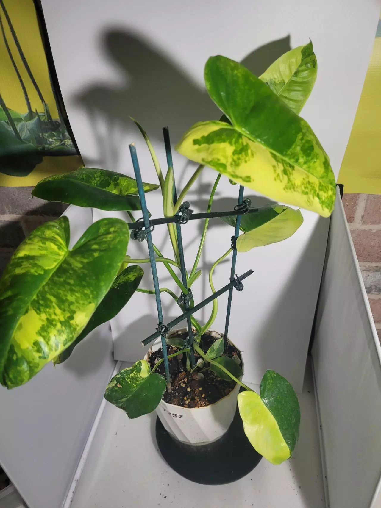 plant/Philodendron burle max veragated #7257-0