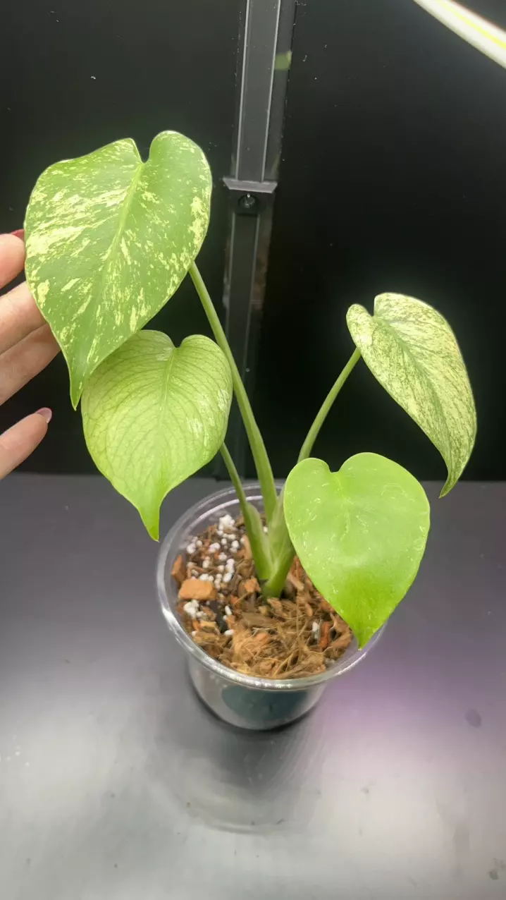 plant/Mint monstera, Large Form #21-0