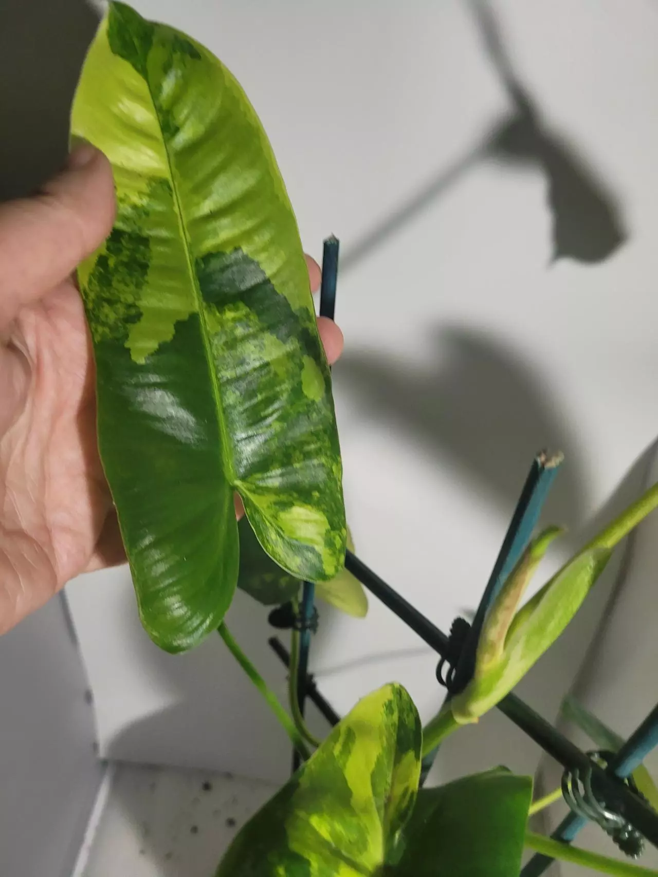 plant/Philodendron burle max veragated #7257-8