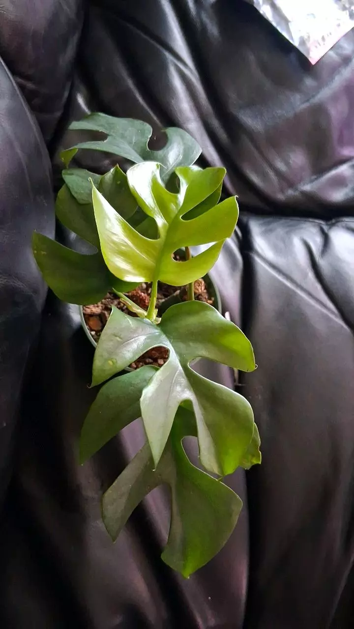 plant/Mini Monstera plant-0