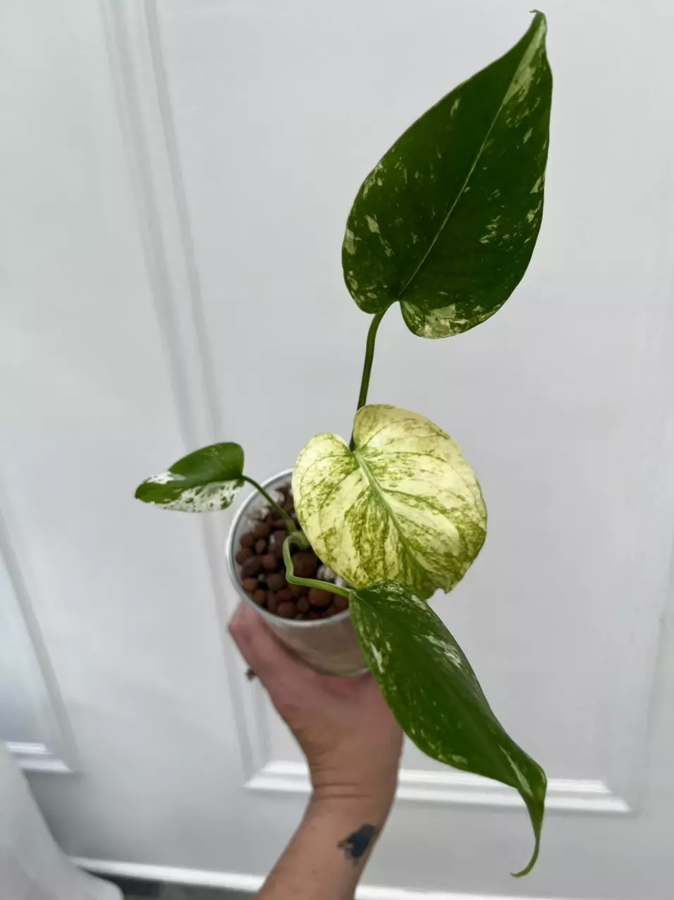plant/White Monster Monstera-3