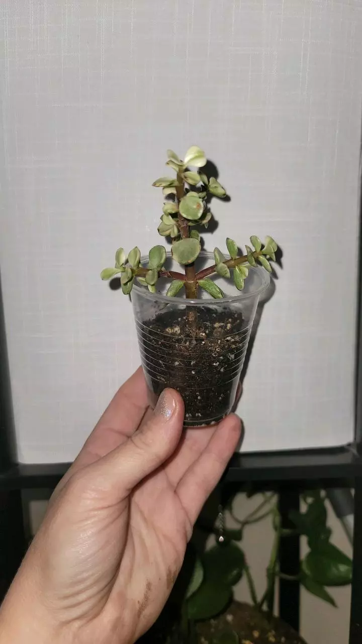 plant/Varigated Elephant Plant mini start GC-1