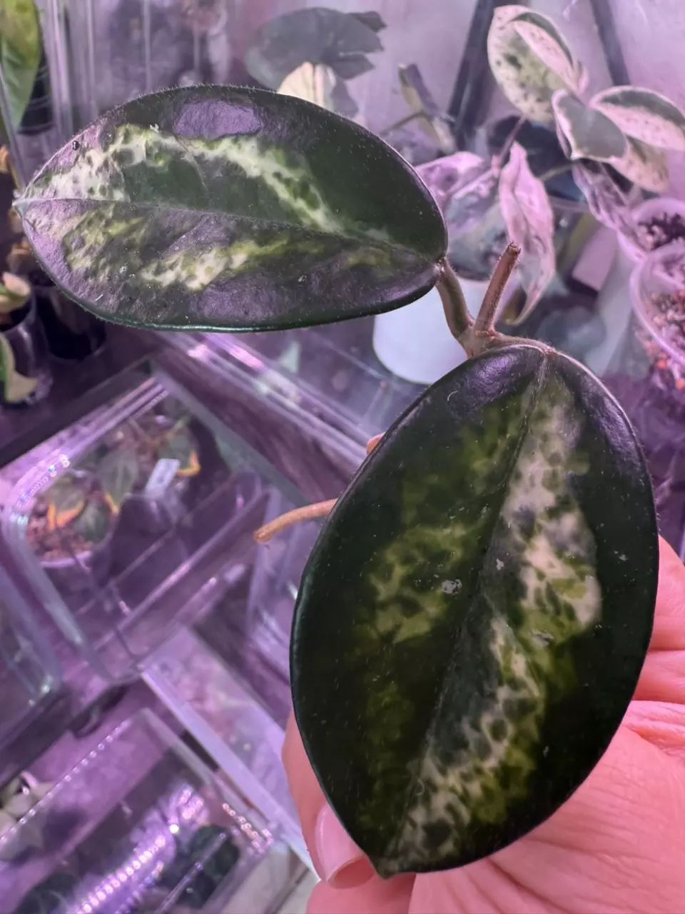 plant/Madara Green Edge unrooted cutting-0