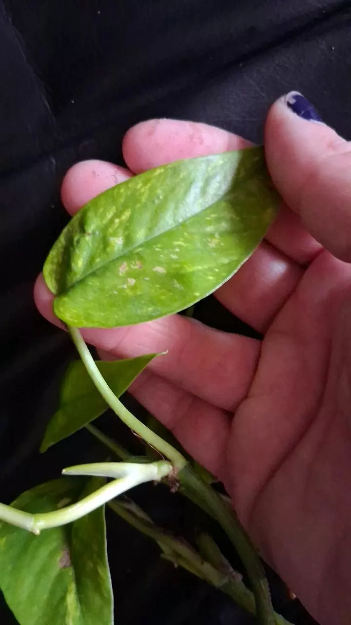 plant/Yellow Flame Pothos rooted cutting-1