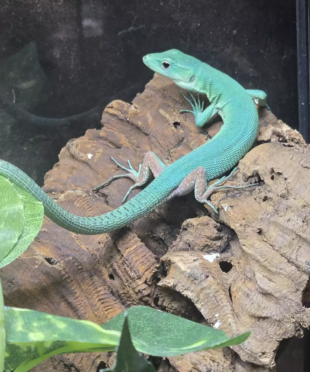 plant/Young Male & Female Pair Green Keeled Lizards (Gastropholis prasina)-1