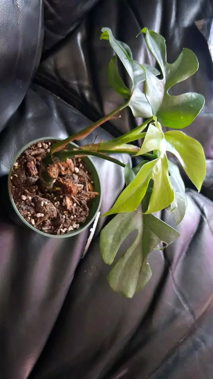 plant/Mini Monstera plant-1