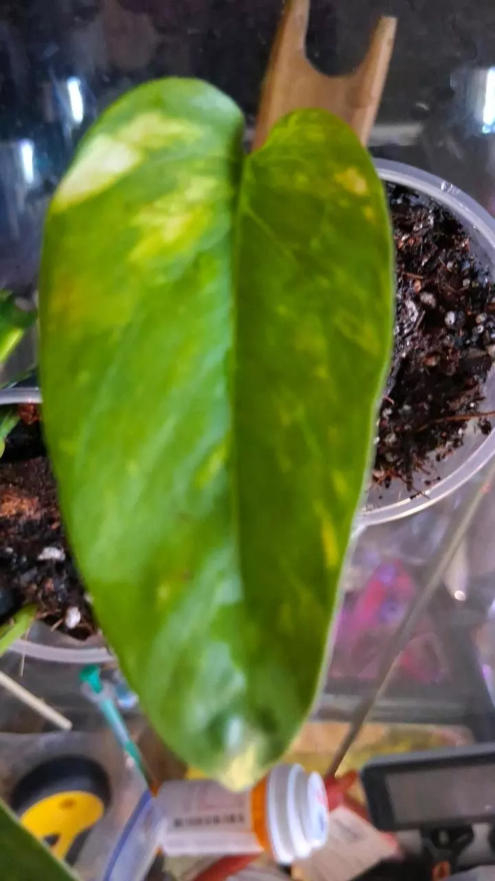 plant/Yellow Flame Pothos rooted cutting-0